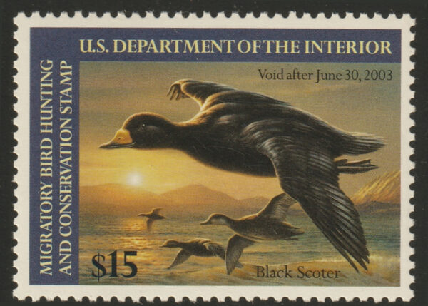 Federal Duck Stamp - Black Scoter